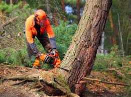 Reliable Wilkinson Heights, SC  Tree Services Solutions