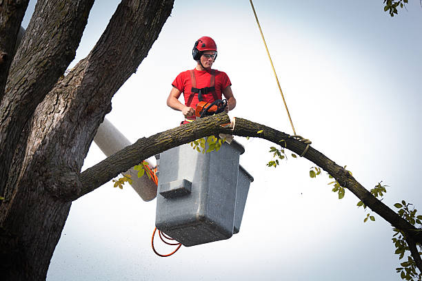 How Our Tree Care Process Works  in  Wilkinson Heights, SC